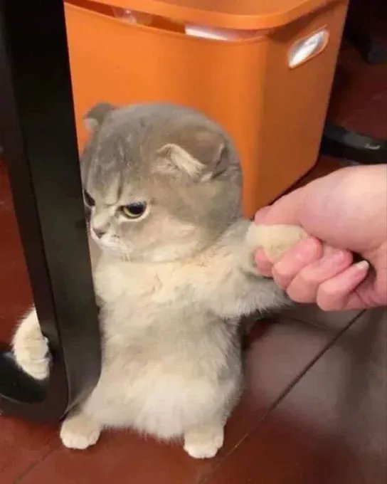 ShouldHaveCat's tweet photo. Angry https://t.co/2T1cmup5Lj
