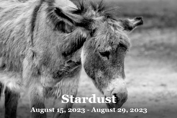 justinbevans's tweet photo. Tonight in #dnd. Never forget Stardust. #multileveladventuring https://t.co/GYlnxuGXou