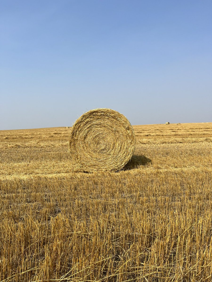 nicks_massey's tweet photo. All new, coming very soon! Massey RB.156 high capacity dry hay baler @MF_NorthAmerica @AGCOcorp So far very impressive 14mph wheat straw😮 https://t.co/uGHiGXMpOq