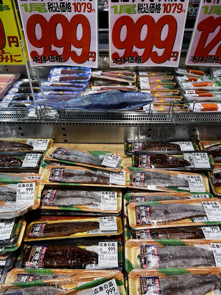 マルサン　グビラ　STサイズ　新品未開封 本日は入魂チラシ日‼️（第一弾） #マルサン久喜店 #プライドをかけた