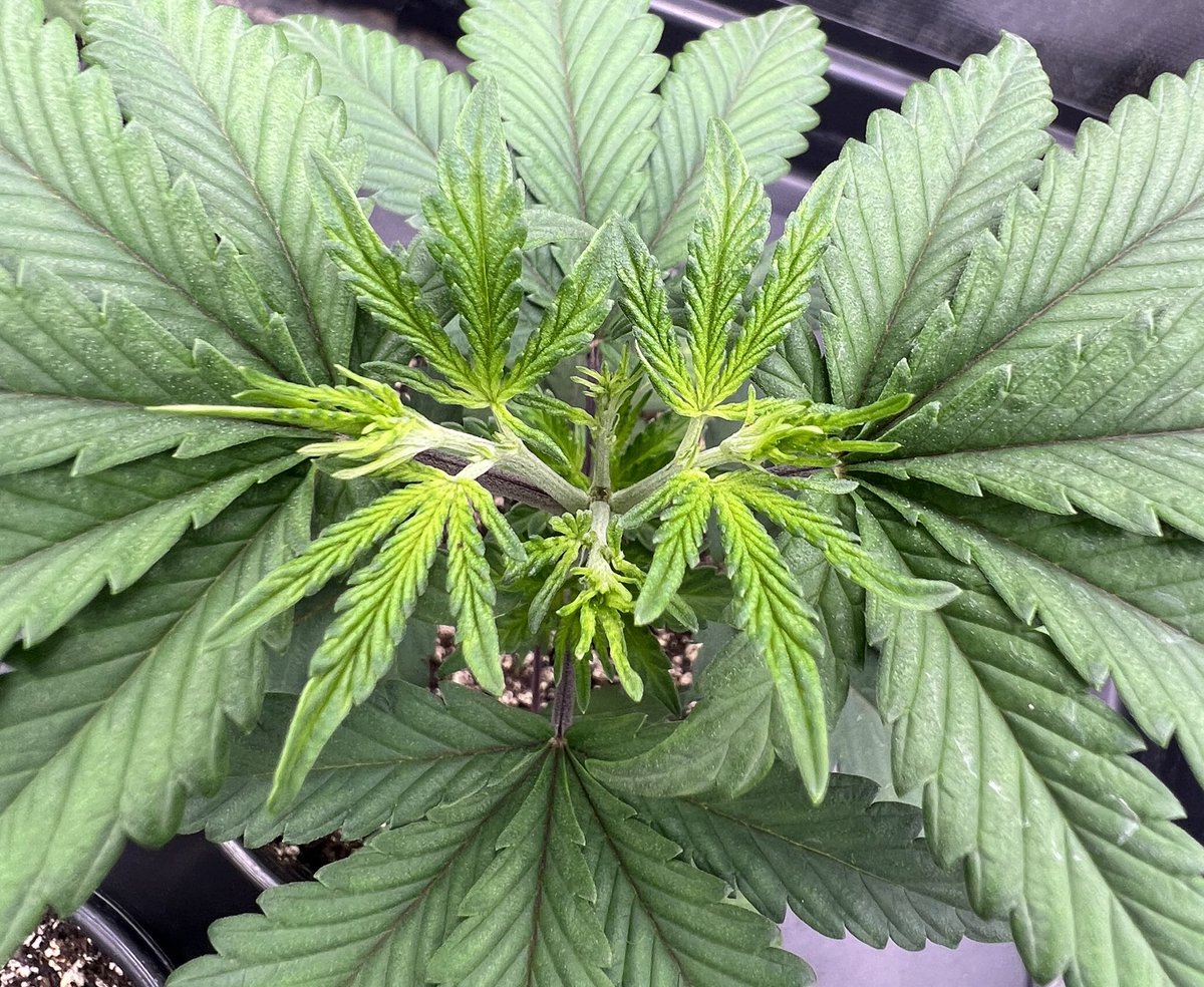 BWinghead's tweet photo. Tonight‘s tip from the #Cannabis garden. Let’s look at fimming over topping. Topping is an old technique that growers use to multiply bud sites or “tops”. Fimming is a similar process but the result is four individual tops instead of two. Here’s a photo of a successful Fim. #cannabisgrower