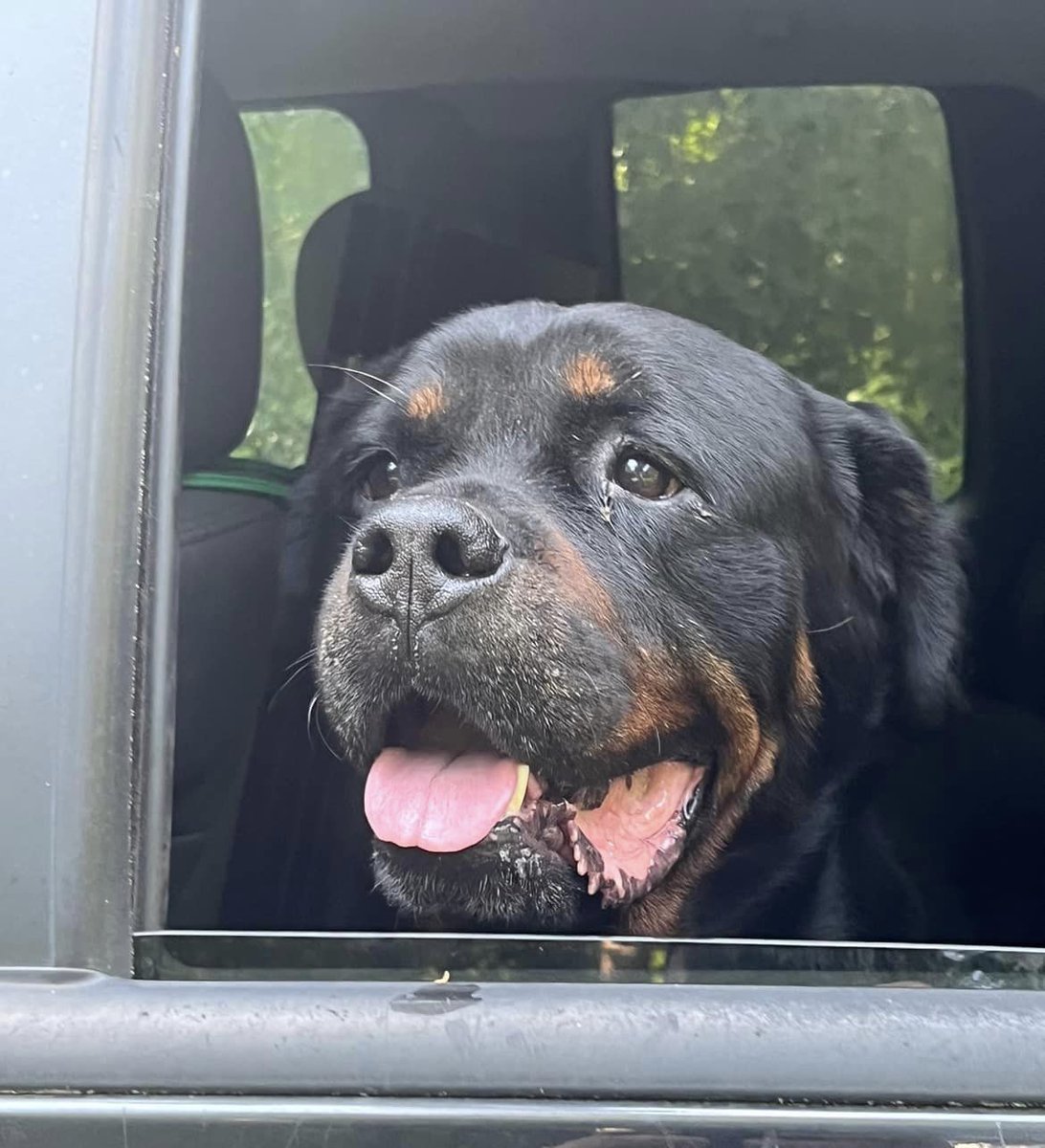 RottieHearts's tweet photo. Welcome to RHR Deuce. 11 year old Deuce was threatened with abandonment at the shelter. He had not seen a vet in over 10 years and had been spending most of his time tied out on a porch. Deuce is digging his new life off the chain. #Rescued #Rottweiler #ChainFree #AdoptDontShop https://t.co/LIoH23w5qV