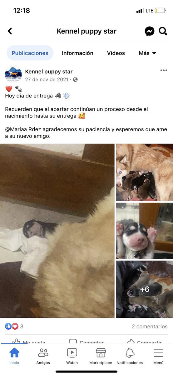 Ximevale101's tweet photo. @LetyVarela @IztacalcoAl es horrible el maltrato en  criadero clandestino, pasan inclemencias del sol, las lluvias, sin comer, entre sus heces y cadaveres de cachorros ya hay denuncia en @paot pero pasan meses y sigue la misma situación lamentable. @MundoPatitas @AgatanCdmx  @c4jimenezzz https://t.co/Qvtg6MbIBi