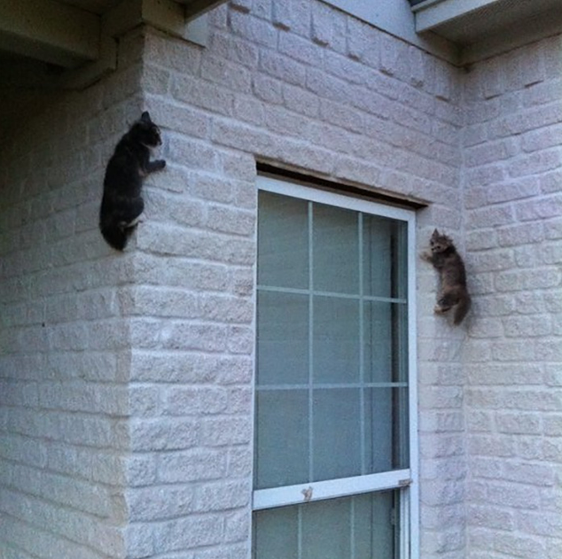 DontShowYourCat's tweet image. closing in on your location