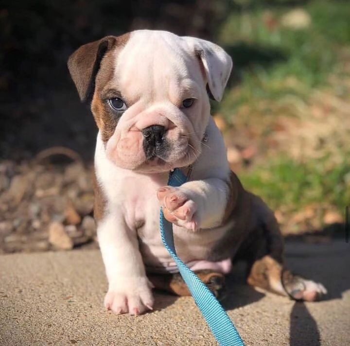 Rate this cuteness? 10-100💛🥰 #Englishbulldog #dogs #Bulldogs #dogsoftwitter #Puppies