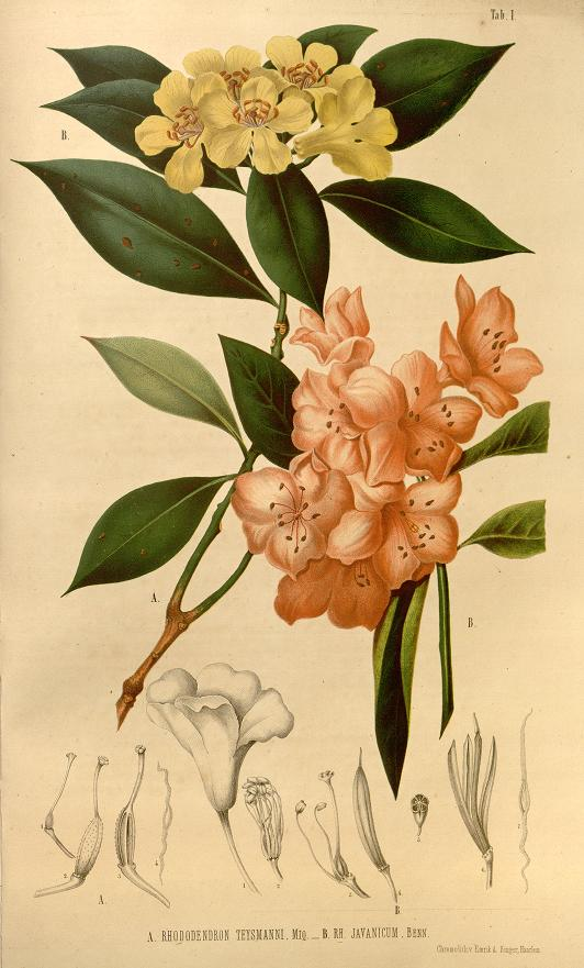 nicolekearney's tweet photo. Today we started working on the article data for Annales Musei botanici lugduno-batavi (1863-9), which contains beautifully illustrated plant descriptions. They'll soon be discoverable in @BioDivLibrary thx to Team #RetroPIDs, @rdmpage & @bhl_au volunteers https://t.co/xDUkGnz3H8 https://t.co/BVtsWBsaia
