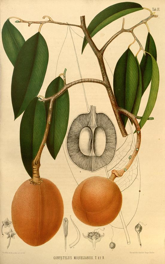 nicolekearney's tweet photo. Today we started working on the article data for Annales Musei botanici lugduno-batavi (1863-9), which contains beautifully illustrated plant descriptions. They'll soon be discoverable in @BioDivLibrary thx to Team #RetroPIDs, @rdmpage & @bhl_au volunteers https://t.co/xDUkGnz3H8 https://t.co/BVtsWBsaia