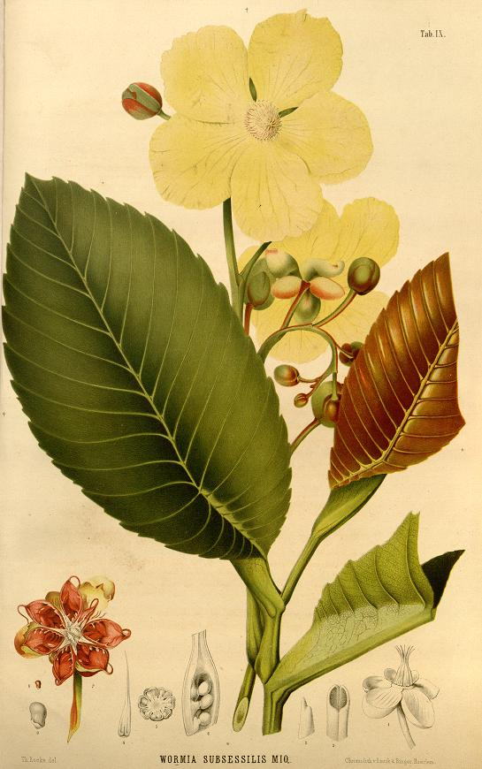 nicolekearney's tweet photo. Today we started working on the article data for Annales Musei botanici lugduno-batavi (1863-9), which contains beautifully illustrated plant descriptions. They'll soon be discoverable in @BioDivLibrary thx to Team #RetroPIDs, @rdmpage & @bhl_au volunteers https://t.co/xDUkGnz3H8 https://t.co/BVtsWBsaia