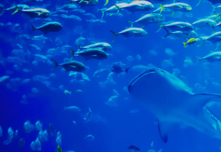 MICSproject's tweet image. Which #citizenscience #project will be #MICSProjectOfTheMonth this September?

We&apos;ll give you a clue...

They&apos;re making quite the splash in water literacy

#impact #education #SDGs