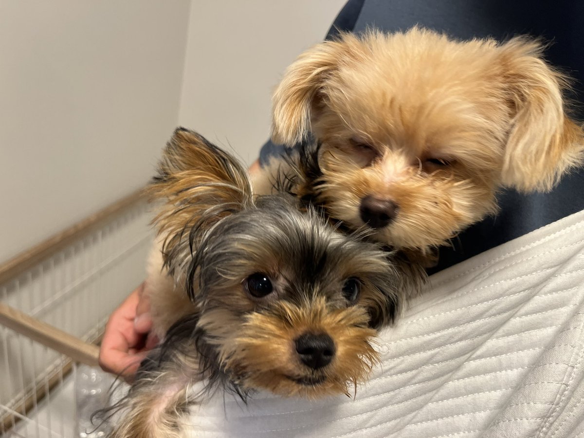 firedesuo_O's tweet photo. べりーきゅーーと🐶🐶 https://t.co/mfNoX8c85J