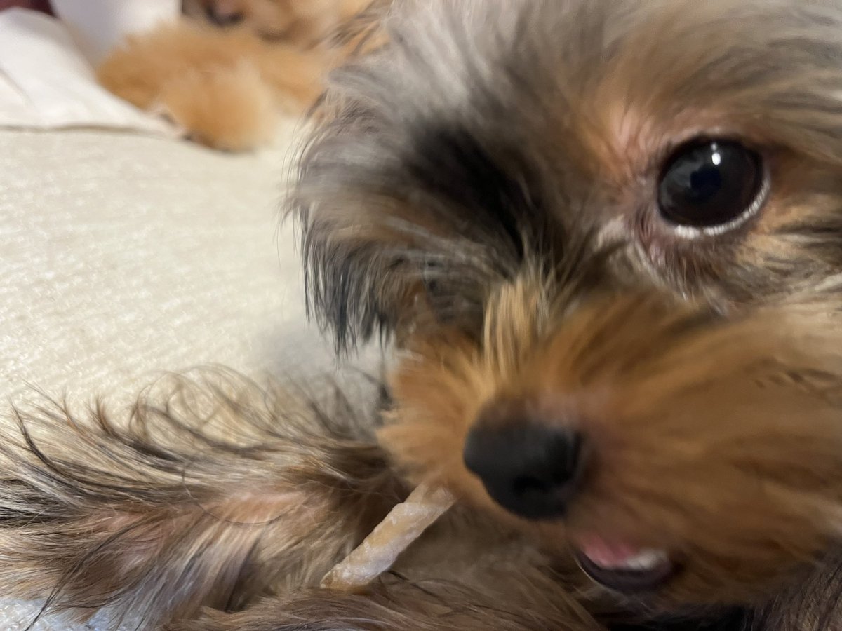firedesuo_O's tweet photo. べりーきゅーーと🐶🐶 https://t.co/mfNoX8c85J