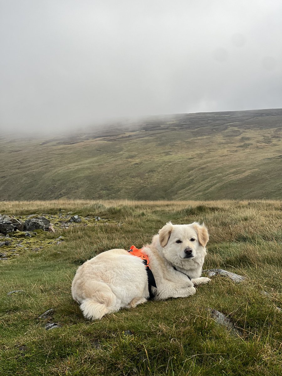 She Gets Around tweet media