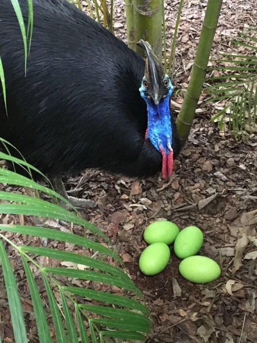 cassowary eggs are green, as they are a ground nesting bird, the green serves as camouflage amidst the surrounding vegetation in tropical forests