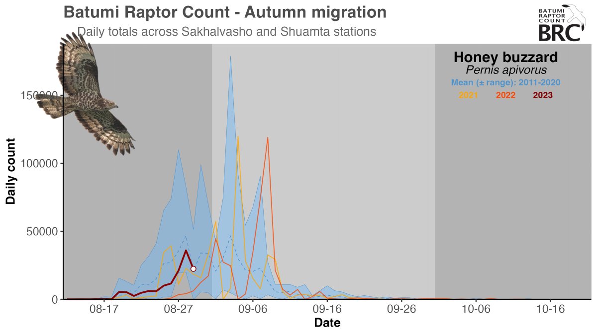 Numbers of Honey Buzzard have been building fast, but are still barely up to our long-term average. Focusing on the birds seen from sunrise+1h to sunset-2h, we've logged >130K Honeys with a 1st peak of 36K on Monday. Will big days of >50K only occur in Sept as in last two years?