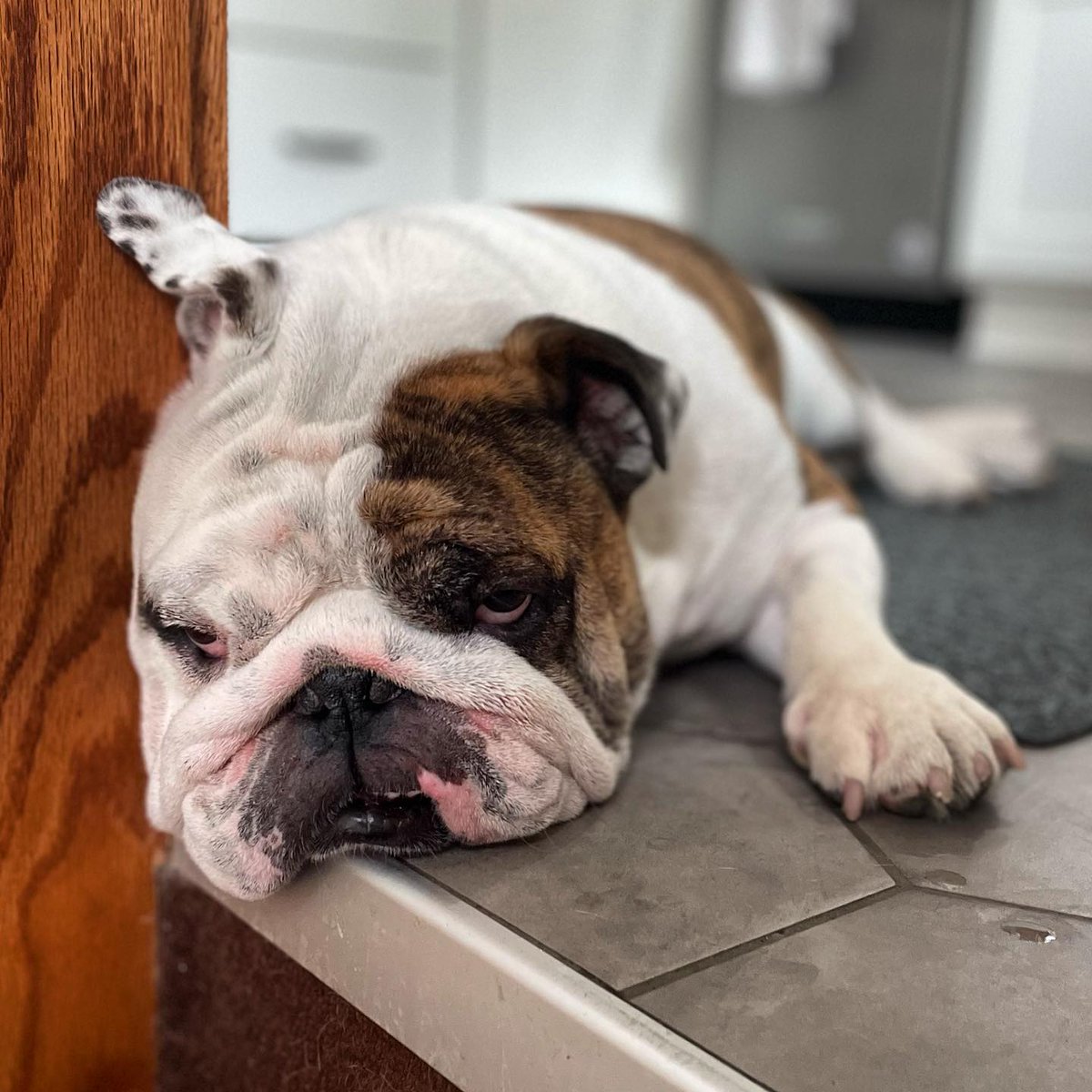 DrakeDining's tweet image. 🌟 FACULTY &amp;amp; STAFF 🌟 
Feeling the Wednesday blues? Join us at lunch today (and every Wednesday) for only $5!