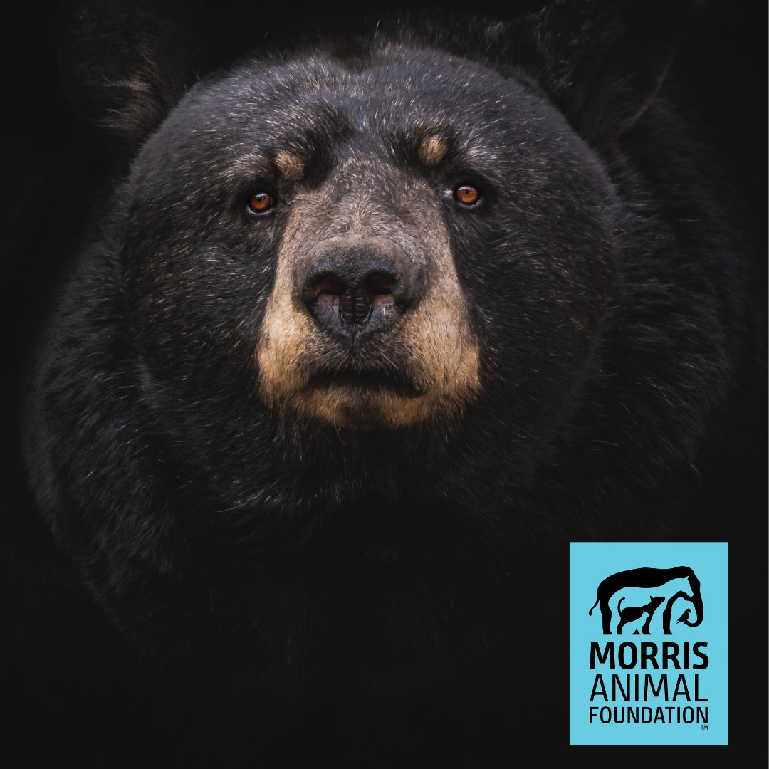 Morris Animal Foundation has several wildlife health Request for Proposals open with more coming.  Visit bit.ly/3stTI2B
CURRENT
First Award and Fellowship Training 2024 CLOSE September 13, 2023
COMING UP
Established Investigator &amp; Pilot Study Only
OPEN September 13, 2023