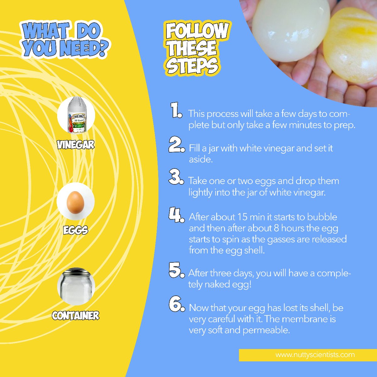 NuttyLondon's tweet image. 🥚 Egg-citing Science Ahead! Drop an egg in vinegar and watch the magic unfold over days. Bubbles? Spinning? A naked egg? 🤯 What&apos;s causing all this? Dive in to discover the eggy wonders! Stay egg-cited for the reveal! #science #scienceiscool #scienceexperimentforkids