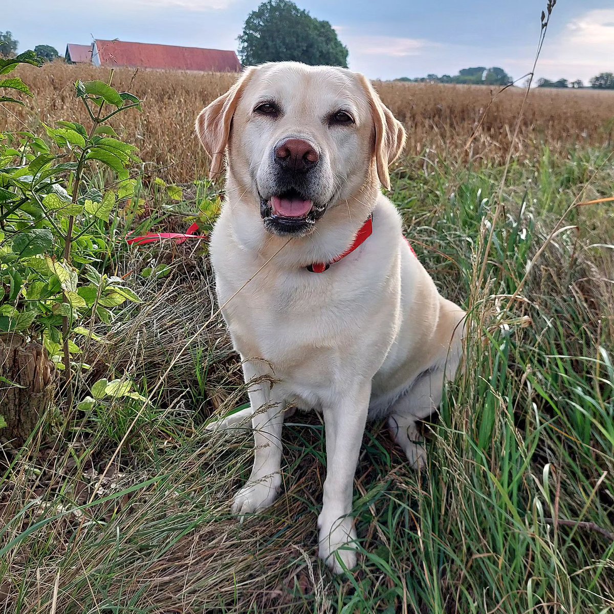 Labrador_lover4's tweet photo. #10daychallenge #10daydogchallenge #labradorlover #labradorretriever #lovemydog #yellowlab #yellowlabrador #instaverbindet #instadog #talesofalab https://t.co/ZGkcbDyIFO