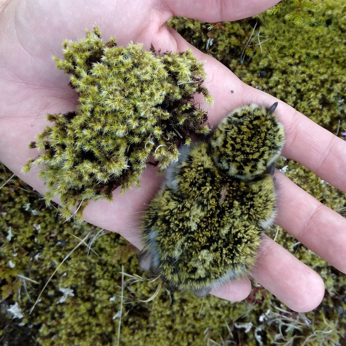 Science girl (@gunsnrosesgirl3) on Twitter photo Golden plover chicks, indistinguishable from the moss surrounding their ground nests, in the Arctic tundra
π· <a href="/Camilo_Carneiro/">Camilo Carneiro</a> Golden plover chicks, indistinguishable from the moss surrounding their ground nests, in the Arctic tundra
π· <a href="/Camilo_Carneiro/">Camilo Carneiro</a>