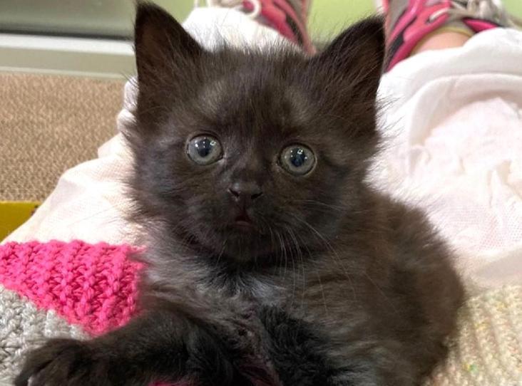 Animal Adoptions UK 🐕‍🦺🐈🐎❤️ tweet media