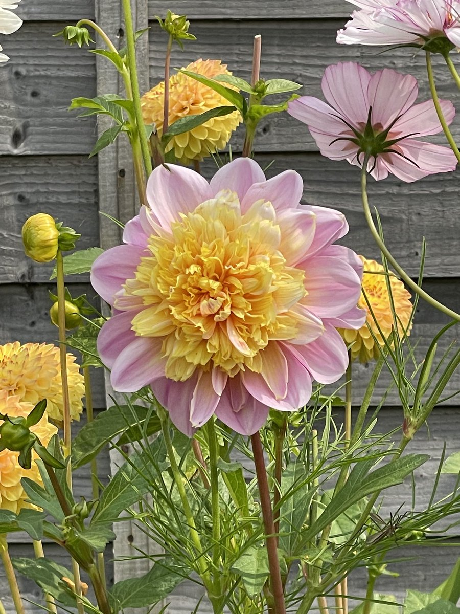 #DailyDahlia This is a new one for me this year. Unfortunately I don’t know the name as it’s suppose to be another variety. I like it thou 😉off to an afternoon tea at midday, so looking forward to that & catching up with friends #DahliaLove 😍