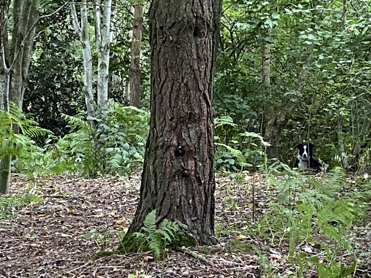 Baggiesman tweet media