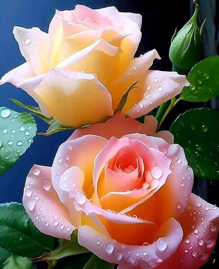 🤍💛🩷🌹🌹

Good Morning
Beautiful Roses
İ wish everyone a wonderful day
🤍💛🩷🌹🌹