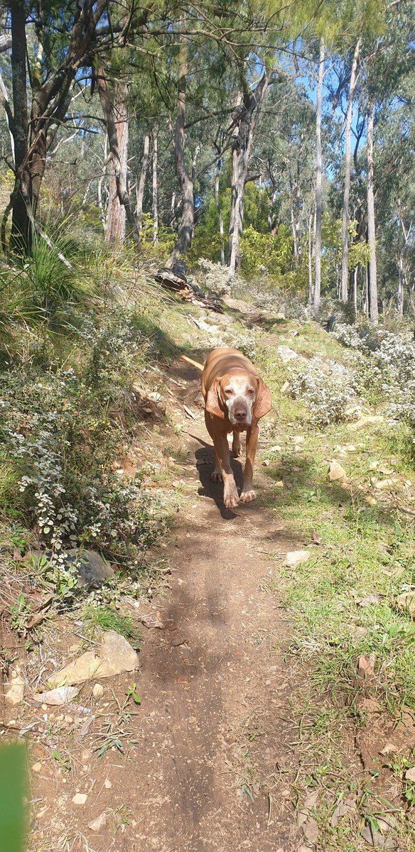 Vizsla Emme tweet media