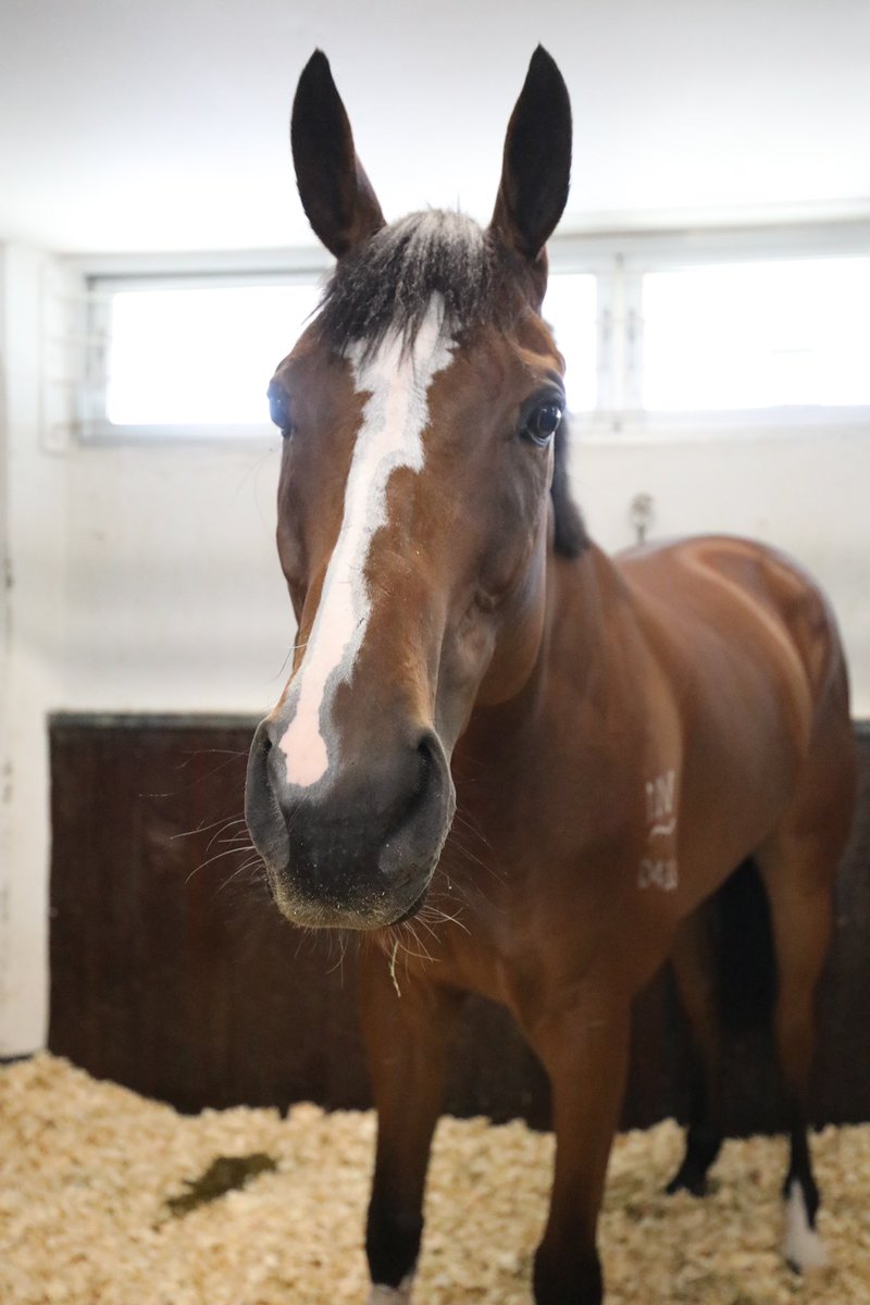 Big Ear is ready for Korea and see you all soon @jo_krbc <a href="/korearacing/">Korea Racing</a> 

#ApachePass