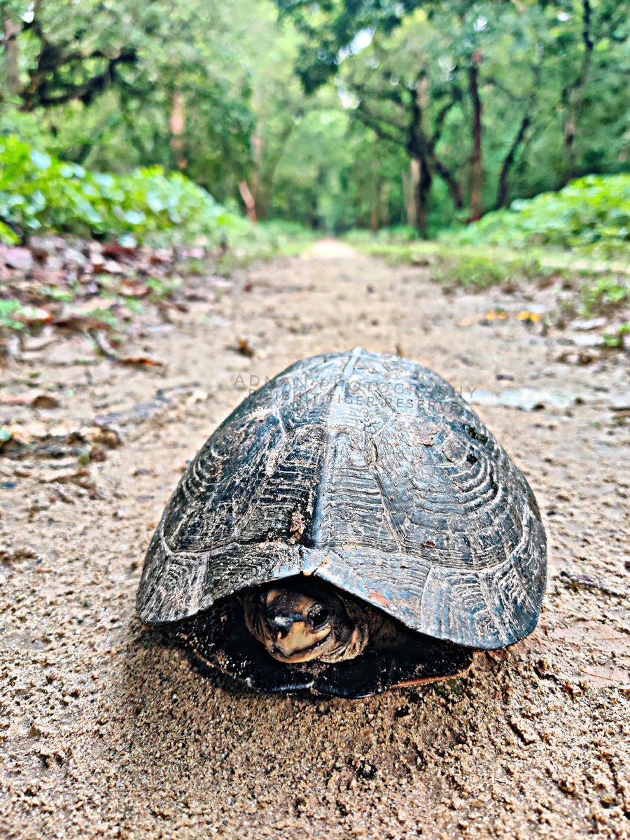 PILIBHIT TIGER RESERVE #IndianBlackTurtle #turtle #turtles #Turtles #NaturePhotography #turtle🐢 #TurtleLair @Dmpilibhit @PilibhitR @jaiveersingh099  @myogioffice @byadavbjp @UpforestUp @InfoDeptUP @DrArun_BJP @arunkumarmlabjp @CommissionerBa1 @UPGovt @KPMalik_BJP @moefcc