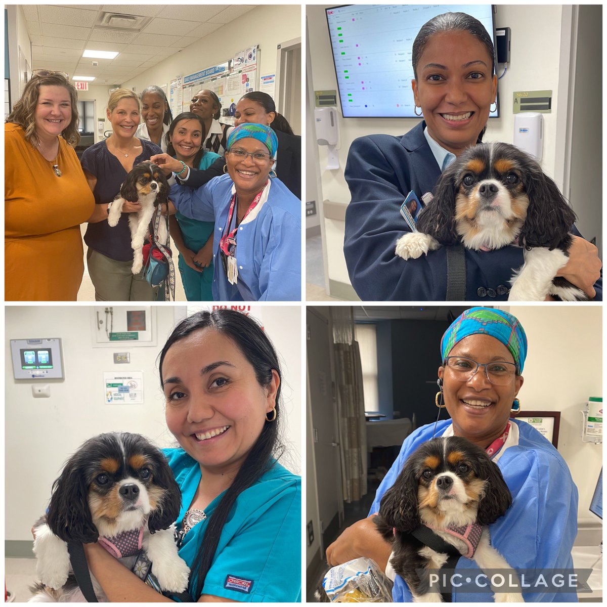 'Bringing smiles and comfort to @MSMStuy6Rehab with the paws-itively amazing power of pet therapy! 🐾🏥 Our furry friends are here to brighten the day for patients and staff alike. #PetTherapy #HealingPaws #HospitalComfort @MSMorningside @mcrsinanan @amylucie @MichelleDunnRN