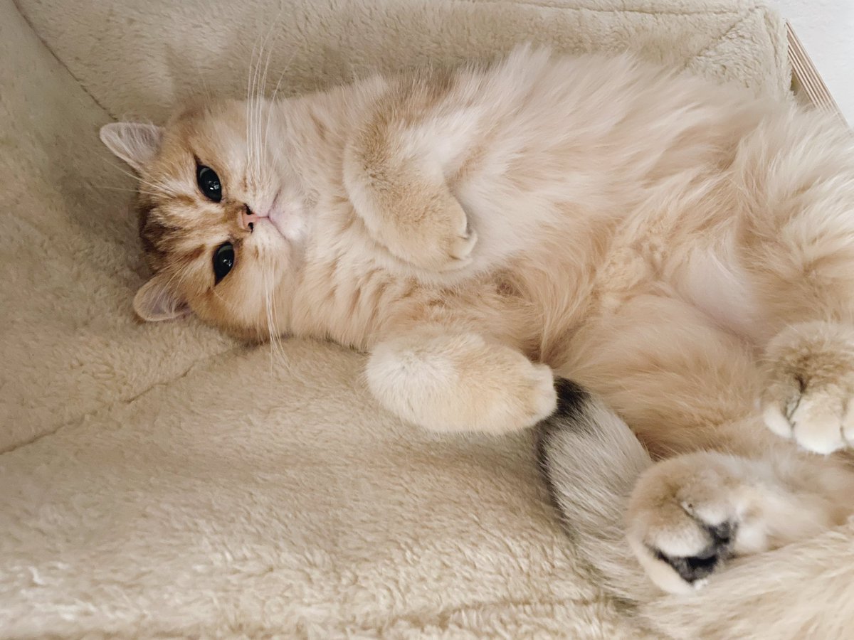 Karawyah's tweet image. Every scholar needs their muse. Mine purrs and keeps me company during those long dissertation nights. She’s convinced she’s the real brains behind the operation. And… she might be right 😉♥️😽 
#dissertationdiaries #felinesupport #writingwithwhiskers