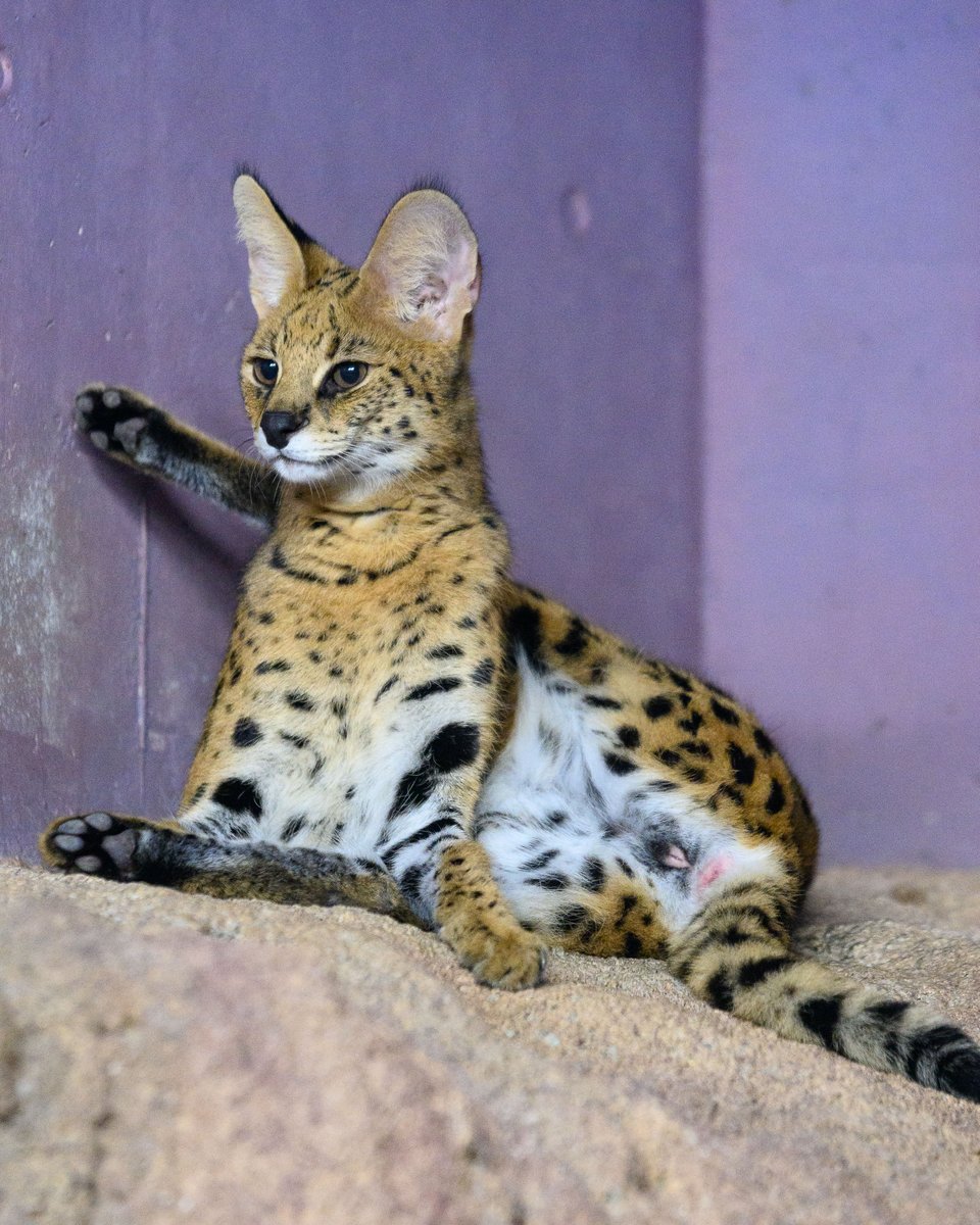 Shamroc_028's tweet photo. 私が出会ってきた愛の営みからちょっとエッチなシーンの数々🦜📷 🐯 https://t.co/k7Bmm5MRv4