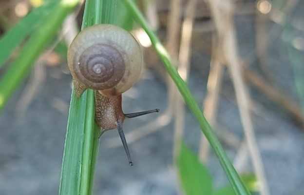 Dungdbvn's tweet photo. Baby Snail #eating #cute #animal #snail #eating #timelapse #cute #animal #pet #funny https://t.co/w1tFpGAaFI