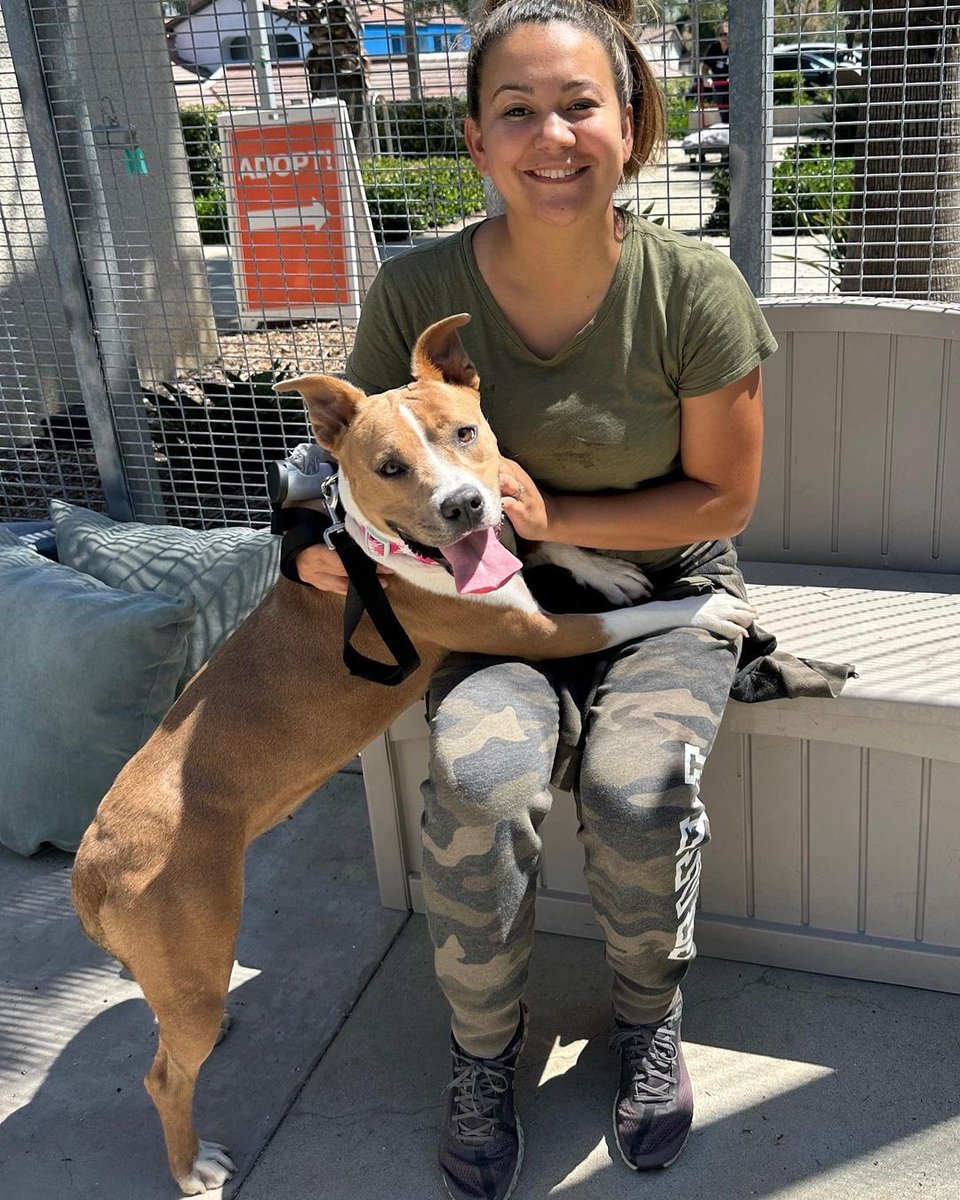 FLOWER 
HAS BEEN 🎉🌸 ADOPTED 🌸🎉

Thank you to all the adopters and fosters making a difference, pups like Flower gets  her second chance at a new beginning. Happy adoption day! 
Welcome home Flower 🩷

.
#rp •➰ @arfharborshelter