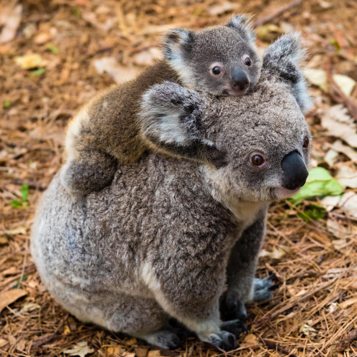 marie_nassar's tweet photo. Good morning Twitter-Friends…Happy Wednesday🐨🐨🩷🩶

#WednesdayMotivation 🌷 #CoffeeTime ☕️ #AnimalLovers 🩷 #StayPositive 🌸 #BeKindAlways 🩶 #PeaceAndLove 🕊️ https://t.co/5LaK7b7PlK