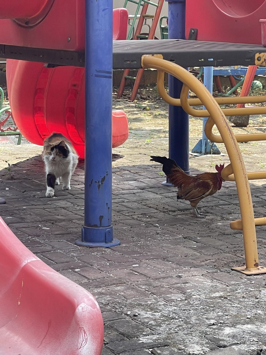 halo aku kucing tweet media