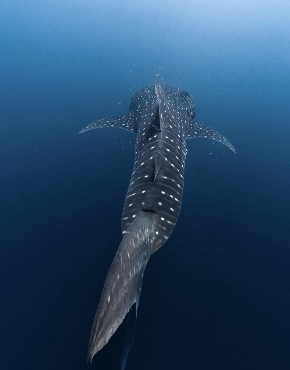Happy International Whale Shark Day!

Today is all about celebrating and increasing awareness for these gentle giants of the sea. Did you know they are the biggest fish of the ocean?

Check out this amazing shot of this Whale Shark by Tom Cannon Photography,  in Ningaloo Reef, WA