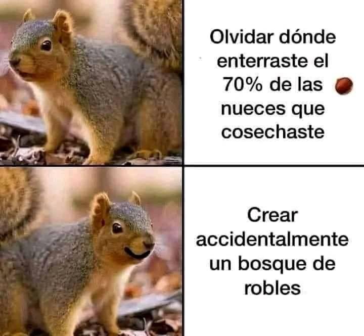 Gracias a las ardillas, cada año crecen cientos de árboles porque olvidan donde enterraron sus nueces.