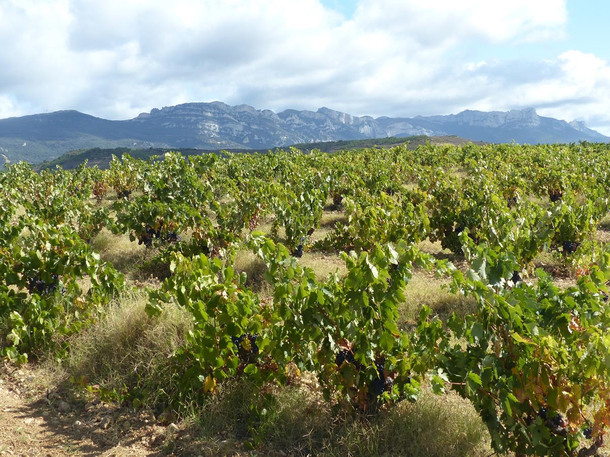 ADHalliwell tweet media