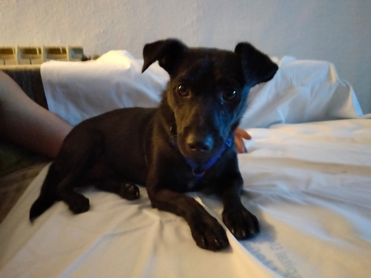 NUEVA VIDA ADOPCIONES tweet media