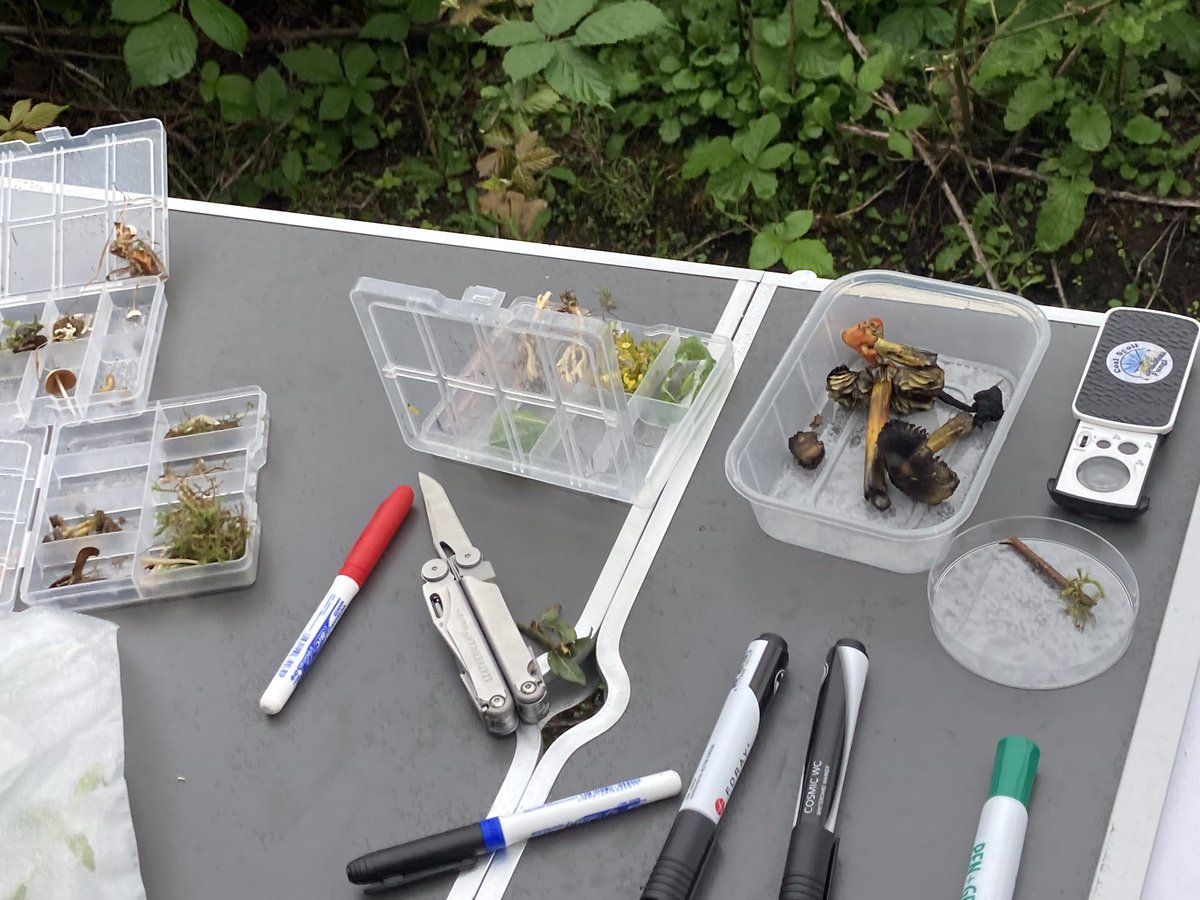 Fab session for local families yesterday on Road To Nature site with Emma @CoalspoilFungi discovering amazing world of Fungi & vital role they play in ecology. The children especially were so engaged, looking at Bird’s Nest Fungi & searching out Earthballs etc. Big thanks Emma