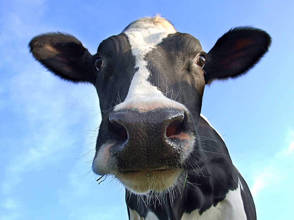 🥛 A single cow can produce around six gallons of milk per day. That's udderly amazing! 

Raise a glass and toast to the incredible bovine superpower.🐮💪 

#EnjoyDairy #MilkMarvels
