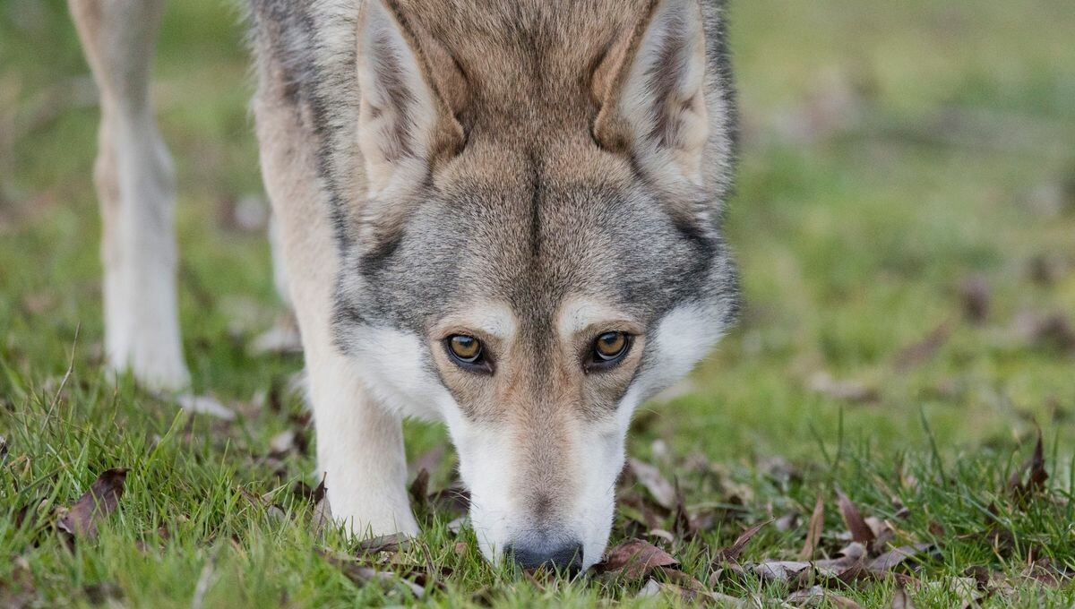 Le "loup" filmé en Sarthe était un chien 
➡️ l.francebleu.fr/lusY