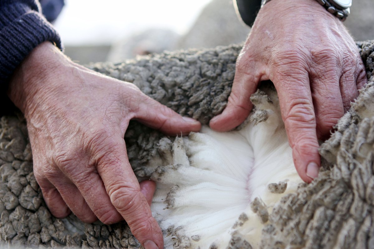 JohnSmedley's tweet photo. For the new season, our Extra Fine Merino Wool plays an integral role. Produced in partnership with @NZMerinoCo, explore a whole range of new styles in this inherently versatile and evocative fibre online or in store today.
#nzmerino #regenerativewool #johnsmedley https://t.co/I1JEnX7CLw