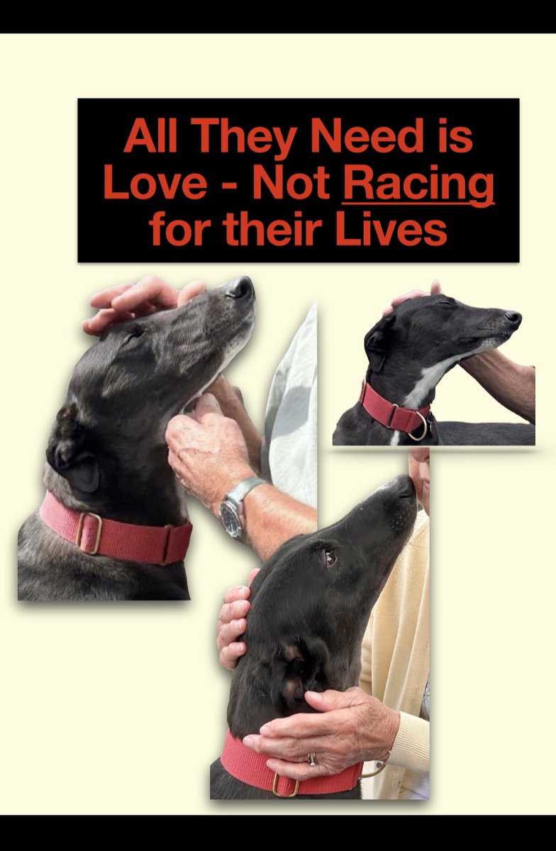 They claim to love their dogs. Seriously? Who would, knowingly put someone they loved into a situation that could cause them injury or death? 
#NationalRescueGrehoundWeek #CutTheChase #BanGreyhoundRacing #RescuedNotRetired #NationalGreyhoundWeek