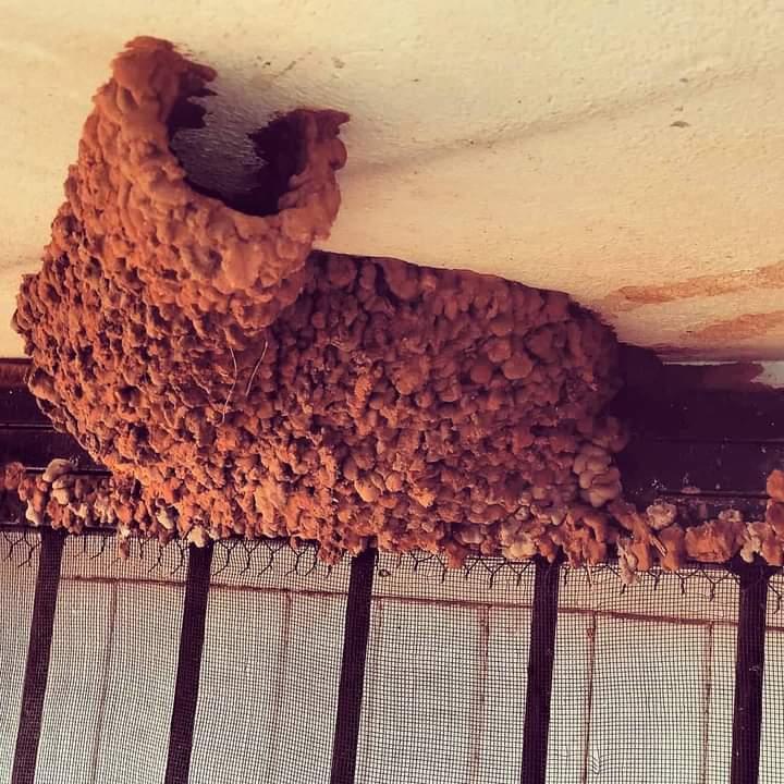 KameelHuise's tweet photo. Good morning friends. A windy start to our day at Kameel.
A tribute to the small birds nests in and around.
#Kwikkie #koringvoel #vink #swaeltjie #swaetjie #tinktinkie #duif #houtkapper #birdnest https://t.co/uy94KJUPEx