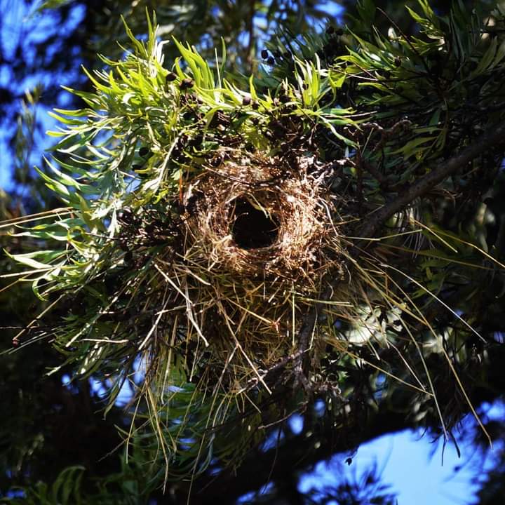 KameelHuise's tweet photo. Good morning friends. A windy start to our day at Kameel.
A tribute to the small birds nests in and around.
#Kwikkie #koringvoel #vink #swaeltjie #swaetjie #tinktinkie #duif #houtkapper #birdnest https://t.co/uy94KJUPEx
