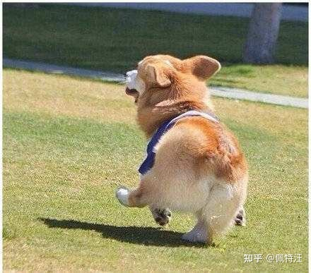 jibigua1's tweet photo. By observing and studying dog behavior, people can gain valuable insights into dog communication. Such as wagging tails, ear positioning and facial expressions to communicate their feelings and intentions. #WhatIlearnedinWR60 https://t.co/B5uYS5ljCP