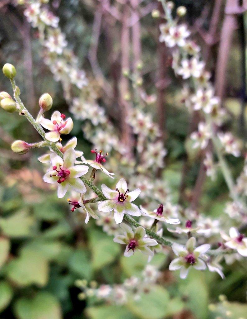 PlantPref's tweet photo. Veratrum sp I have as maackii but people have questioned it in the past. Lovely whatever!
It has a nice fruity smell....
#veratrum #veratrummaackii https://t.co/RpnUE2EiVP